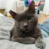 rusothecat