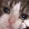 meow23487