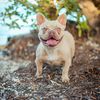 dnirofrenchie