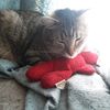 spazzismycat