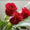 sajonahmed13