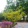 nguyencanh697