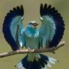 lee_5073