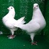 kocaeli_korfez_pigeons