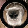 i_am_a_cat18
