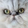 attentivecreature