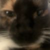 maddiethecatandem