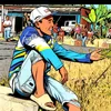 _semutireng0