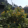 hoangkieu2405
