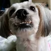 cyyyyyyclops