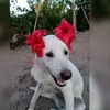 hank_lilly