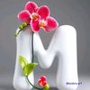missmanka2030
