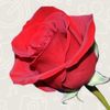 atheeer1212