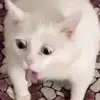 noon_vib3s