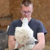 alpacaaimar
