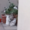 rerenet