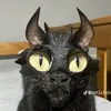 xcllypse