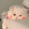 morii0o