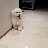 official.hooman2