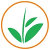 Hijausurya - Jual bibit pisang