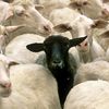 42blacksheep