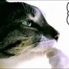 leonxstp2.0