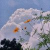samsoma8491