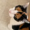 meli_unicorn55
