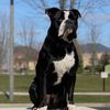 brutus_d_bulldogge