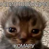 evelina_8805