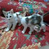 jumrayanti