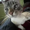 nebumi