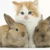 babybunny.and.babykitten