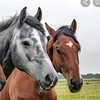 caballos.ecuestre