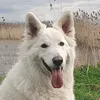 stig_the_white_wolf