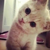 ilovecats_meoww