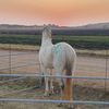 ashton_bosman