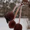 cherries_in.the_snow