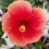 blebloom
