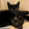 love.cats725
