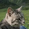 gadzhiev.14