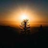 pinetreeriot