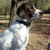 claudiolorini