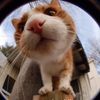 superepiccatz