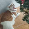 meomoe52