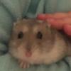 keiras.hamsterworld