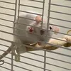 cameobross