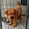 buwhaatdog