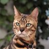 Ickis_bengalcat