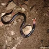 dilarenata7